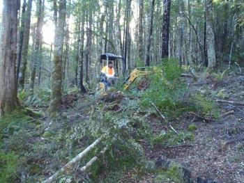 2 diggers push the Kaka Track through beech forest at Teetotal, St Arnaud